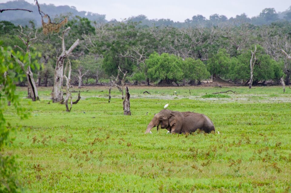 Sri Lanka's Wildlife Wonders: A Safari Adventure